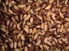 Brazil Nuts