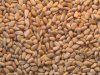 Pinenuts